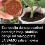 Za nedelju dana paradajz ima stabljiku deblju od malog prsta! Zalijevam ga OVOM smjesom..