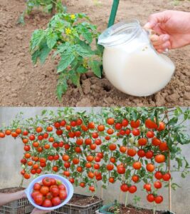 505858858_10227653723998860_6126864957081143834_n