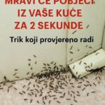 Samo 1 kap i mravi će odmah nestati: Najefikasniji kućni TRIK!
