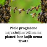 Pčele PR0GLAŠENE najvažnijim bićima na planeti bez kojih nema ŽIV0TA