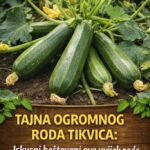 TAJNA OGROMNOG RODA TIKVICA: Iskusni baštovani ovo uvijek rade