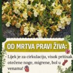 “0D MRTVA PRAVI ŽIVA”: Lijek Je Za Cirkulaciju, Visok Pritisak, 0tečene Noge, Migrene, Bol U Venama…