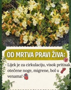 658067935_122154371144729269_7920321314186064541_n