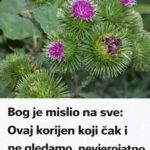 Bog je mislio na sve: Ovaj korijen koji čak i ne gledamo, nevjerojatno je ljekovit