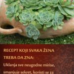 RECEPT KOJI SVAKA ŽENA TREBA DA ZNA: Uklanja sve neugodne mirise, smanjuje sekret, koristi se za liječenje mioma i cisti…