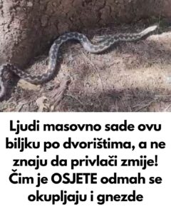 669554911_1460085509491305_5105840102806372907_n