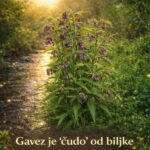 Gavez je ‘čudo’ od biljke za naše zdravlje, evo što liječi