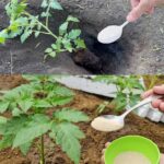 Ako želite da dobijete jaku žetvu dobrog, zrelog paradajza u svom vrtu, potrebno je da dodate ovaj sastojak zemlji. DOVOLJNA JE ŠAKA I GOTOVI STE