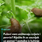 Puževi vam uništavaju cvijeće i povrće? Riješite ih se zauvijek uz pomoć 1 sastojka iz kuhinje
