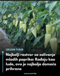 678178089_1497242768430530_4163635965475522772_n