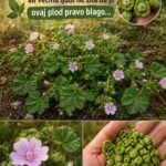 Raste svuda, a malo ko zna da je plod ove biljke pravo blago