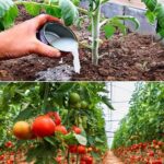 Soda bikarbona u vrtlarstvu: 10 briljantnih primjena koje će transformirati vaš vrt