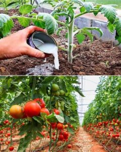 681010823_963882816268378_1506947587965316883_n