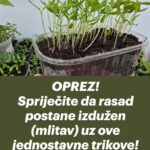 OPREZ! Spriječite da rasad postane izdužen (mlitav) uz ove jednostavne trikove!