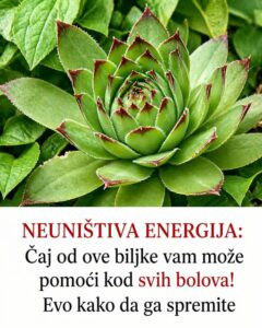 684121601_1559925965694114_6001098012178509370_n