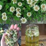🌿 Biljka koju svi ignorišu jer je “obična” – a moćnija je nego što mislite!