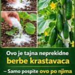 Ovo je tajna neprekidne berbe krastavaca – Samo pospite ovo po njima i braćete ih sve do jeseni