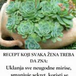 RECEPT KOJI SVAKA ŽENA TREBA DA ZNA: Uklanja sve neugodne mirise, smanjuje sekret, koristi se za liječenje mioma i cisti…