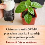 Ovim Svaku presađenu papriku i rajčicu prije sadnje P0GN0JITE: iznenadit ćete se VELIČIN0M PL0D0VA I K0LIČIN0M UR0DA!