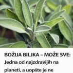 BOŽIJA BILJKA KOJA MOŽE SVE: Jedna od najzdravijih na planeti, a uopšte je ne primjećujemo!