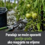 Paradajz se može oporaviti poslije grada ako reagujete na vrijeme i uradite ovu stvar