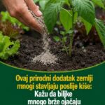 Ovaj prirodni dodatak zemlji mnogi stavljaju poslije kiše: Kažu da biljke mnogo brže ojačaju