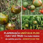 PLAMENJAČA UNIŠTAVA PLOD I SAV VAŠ TRUD: Evo kako možete da zaštite povrće…JEDNOSTAVAN TRIK