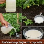 Imaćete mnogo bolji urod – napravite ovo čudo od kvasca i zalivajte paradajz i krastavce
