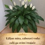 Ljiljan mira, zaboravi vodu: zalij ga ovim i trajaće ti zauvijek….