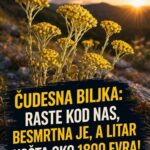 ČUDESNA BILJKA: Raste kod nas, besmrtna je, a litar košta oko 1800 evra!