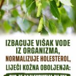 Izbacuje višak vode iz organizma, normalizuje holesterol, liječi kožna oboljenja: Ovo je najljekovitija biljka