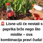 Lisne uši će nestati s paprika brže nego što mislite – ova kombinacija pravi čuda!