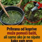 Prihrana od koprive može pomoći bašti, ali samo ako je ne sipate kako vam prvo padne na pamet