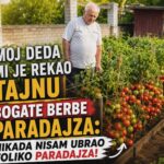 Moj deda mi je rekao tajnu bogate BERBE paradajza: Nikada nisam ubrao toliko paradajza!