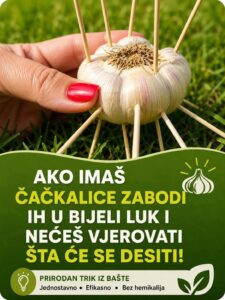 FB_IMG_1783631398742