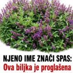 NJENO IME ZNAČI SPAS: Ova biljka je proglašena svetom, liječi apsolutno sve!