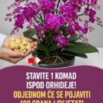 Stavite 1 komad ispod orhideje! Odjednom će se pojaviti 100 grana i cvjetati tokom CIJELE GODINE